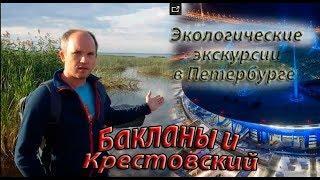 Бакланы и Крестовский. Комментарий специалиста. Экологические экскурсии в Петербурге.