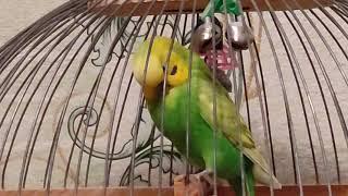 Попугай Кешич . Чистит перышки.