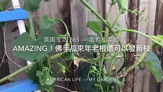 美國生活 365 -- 怎麼種佛手瓜(合掌瓜)？ -- AMAZING! 佛手瓜來年老根可以發新枝(種的佛手瓜可以過冬）