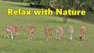 Dog TV Videos : Relax with Nature : Beautiful Deer : Relaxing TV for Dogs