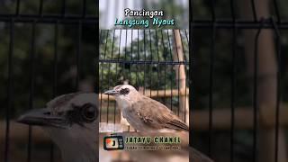 Pancingan Trucuk Gacor langsung nyaut respon emosi #birdsong #shortsvideo #shorts #viralbird #fyp