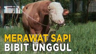 Merawat sapi dengan tepat sehingga menghasilkan bibit sapi yang unggul | JELAJAH