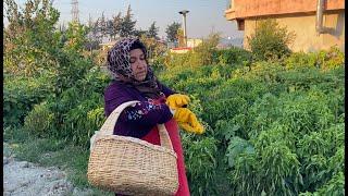 Hataylılar 100 yılı Aşkın Süredir Kurutmak İçin Bu Biberi KullanıyorBu Nasıl Bir Lezzet