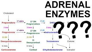 Adrenal Enzyme Deficiencies