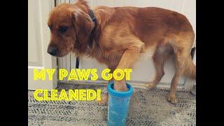 My dog paws washed with mudbuster, clean and easy!