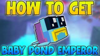 How To Get Baby Pond Emperor FAST In Fisch! Baby Pond Emperor Fisch! (Fish Roblox)