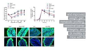 Treating a spinal cord injury mouse model using fecal microbiota transplantation