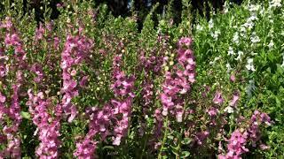 In the Garden With Dave: Angelonia