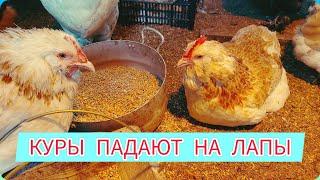 МОЯ КУРИЦА УПАЛА НА ЛАПЫ | ПЫТАЮСЬ  БЫСТРО ПОСТАВИТЬ НА НОГИ СВОИМИ ВОЗМОЖНОСТЯМИ