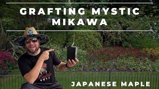 Grafting Japanese Maple Acer Palmatum Mystic Mikawa