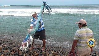 Fishing for large mullets