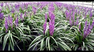 Best Perennials - Liriope 'Purple Explosion' (Lily Turf). The BEST variety we grow!