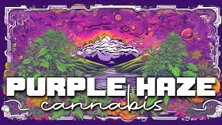 Purple Haze CBD Sativa Cannabis Background Music For Body & Mind Deep Relax