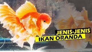 Berbagai Jenis IKAN ORANDA yang WAJIB Kamu Ketahui dari PEMULA Sampai EXPERT Ikan Mas Koki