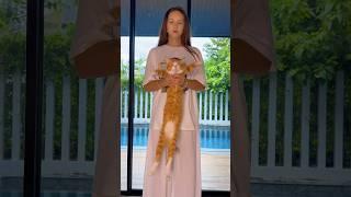 Звезды пушистого танцпола #юмор  #веселыекоты #котики #мемы #прикол #животные #коты #кот