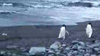 Funny penguins waddle and fight in antarctica