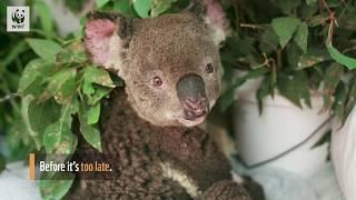 Endangered Species Day 2020 | WWF-Australia