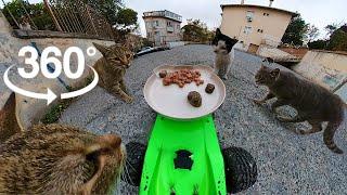 Cat Video 360° VR: Feeding Cats with a Remote Control Car