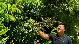 Why You Should Grow Longan Trees in California's Central Valley