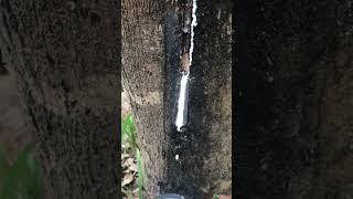 Rubber sap flowing from tapped tree