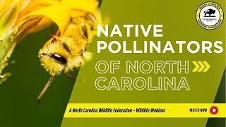 Native Pollinators of North Carolina - North Carolina Wildlife Federation