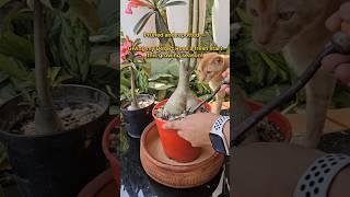 Repotting and Pruning of Adenium Plant |Desert Rose| Adenium Growing Season| Shorts| Viral Video|