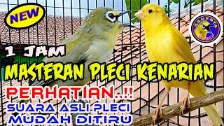 Masteran Pleci Terbaru Nembak Kenarian mudah ditiru II dijeda plus suara gemercik Air #masteranpleci