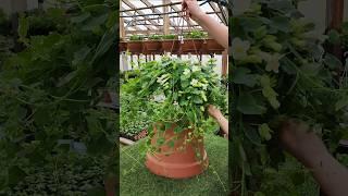 Как вам такая новинка?#лофос #красивыйсад #питомникрастений #теплица #бизнеснарастениях