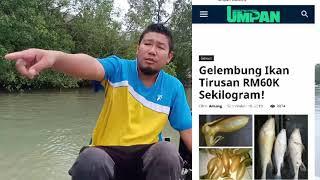 Gelama Tirusan : Ikan paling mahal di Malaysia? - Vlog #10