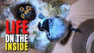 I Put a Live Camera Inside a Chickadee Nest Box for 54 Days