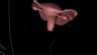 How Ovulation Works Animation - Travel of Egg Cell from Ovary to Uterus Video