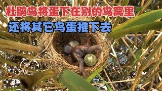 杜鵑鳥把蛋下在蘆葦鶯的鳥窩里，還將蘆葦鶯的蛋推下鳥窩 #gentleman探案 #电影 #电影解说 #影视 #影视解说