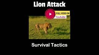 Survive Lion Attack #lion #lionencounter #lionlover #lions #lionattack #survive #survivethekiller