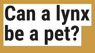 Can a lynx be a pet?