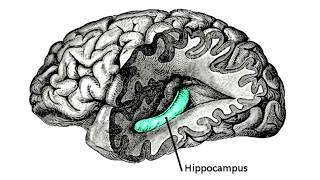 Quantenphysik,  Bewußtsein, Unterbewußtsein und DMT - Dr Ulrich Warnke