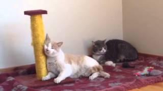 Mickey & Bubbles high on Catnip 3