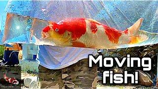 How to Deep Clean Aquascape Pond? | Moving Beautiful Koi with Special Nets | Bad News |