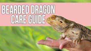 Bearded Dragon Care Guide for Beginners