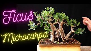 Green Island Ficus Bonsai Tree  Ficus Microcarpa