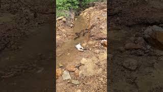กบรีบคุยปลาไหลเกือบสลบฮ่าๆThe frog quickly grabbed the eel and almost knocked it out, haha #haha