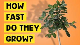 How Fast Do Ficus Audrey Trees (Ficus Benghalensis 'Audrey' House Plants) Grow?