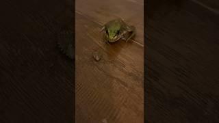 FROG VS. STINKBUG  #frog #cutefrog #nature #cute #stinkbug #funny #shorts