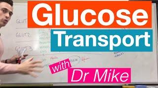 Glucose Transport | Metabolism