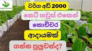 වර්ග අඩි 2000 නෙට් හවුස් එකේ මාසික ආදායම |Monthly income of scotch bonnet net house |Ceylon Survival