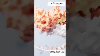 Silent Cancer Cells Killer-RNA!#rna #cancersymptoms #cancerawareness