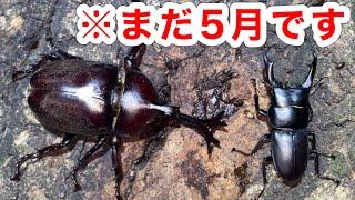 [Stag beetle collecting] I unexpectedly found a rhinoceros beetle in May...