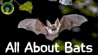 Bat Life Cycle | All about Bats