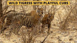 Wild tiger cubs play with tigress |RANTHAMBORE | TIGER VIDEOS | WILD TIGER | WILDOPEDIA VIDEOS