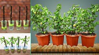 How to propagate Lemon tree from cuttings with banana | With 100% success | Hydroponic