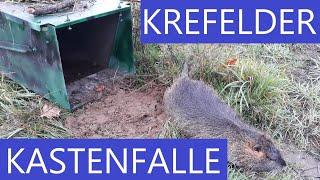 Die KREFELDER KASTENFALLE vorgestellt - inkl. praktischer Einsatz - Fangjagd auf Nutria mit PRONUBI